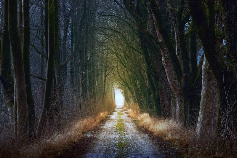Fairytale Forest