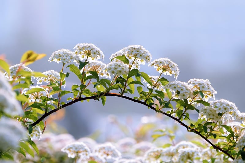 Enchanted Arbor